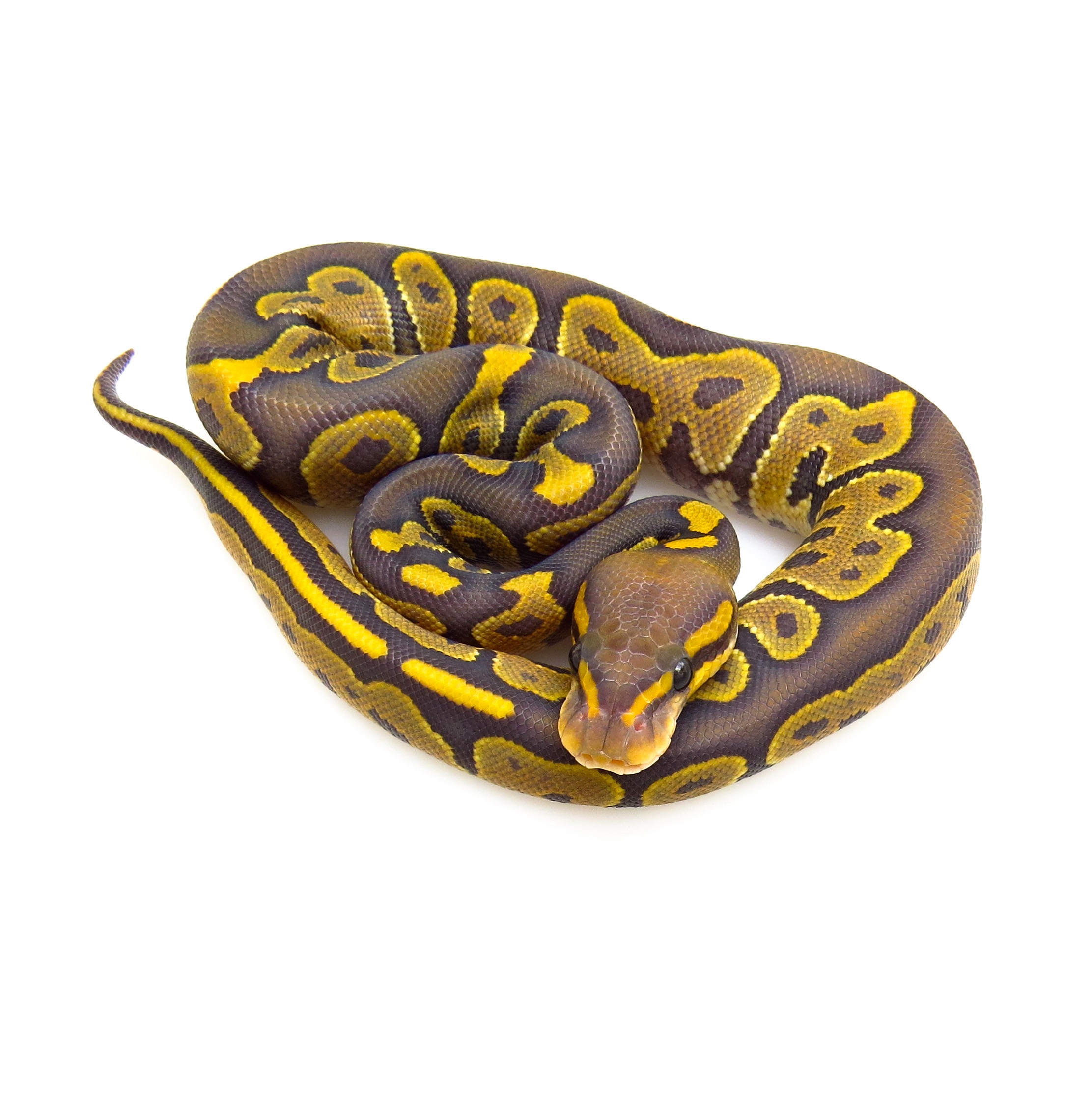 Ball Python Chocalate Chocolate Ghost Ball Python 2025 Female I643