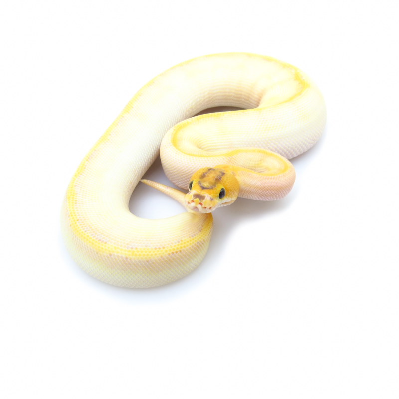 Orange Dream Ivory Enchi 2025 Female Ball Python